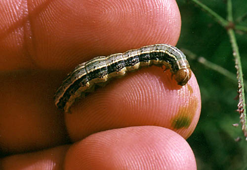 Insect, Lawn, Armyworm