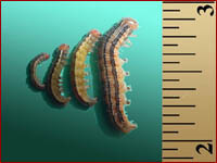 Insect, Lawn, Armyworm