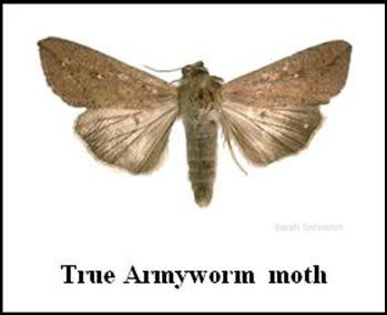 Insect, Lawn, Armyworm