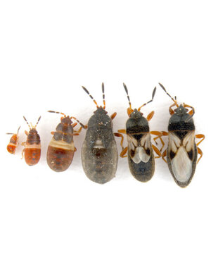 Insect, Lawn, Chinch Bug--INFO
