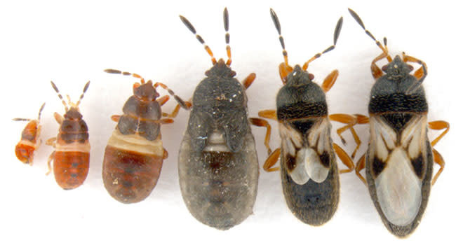 Insect, Lawn, Chinch Bug--INFO