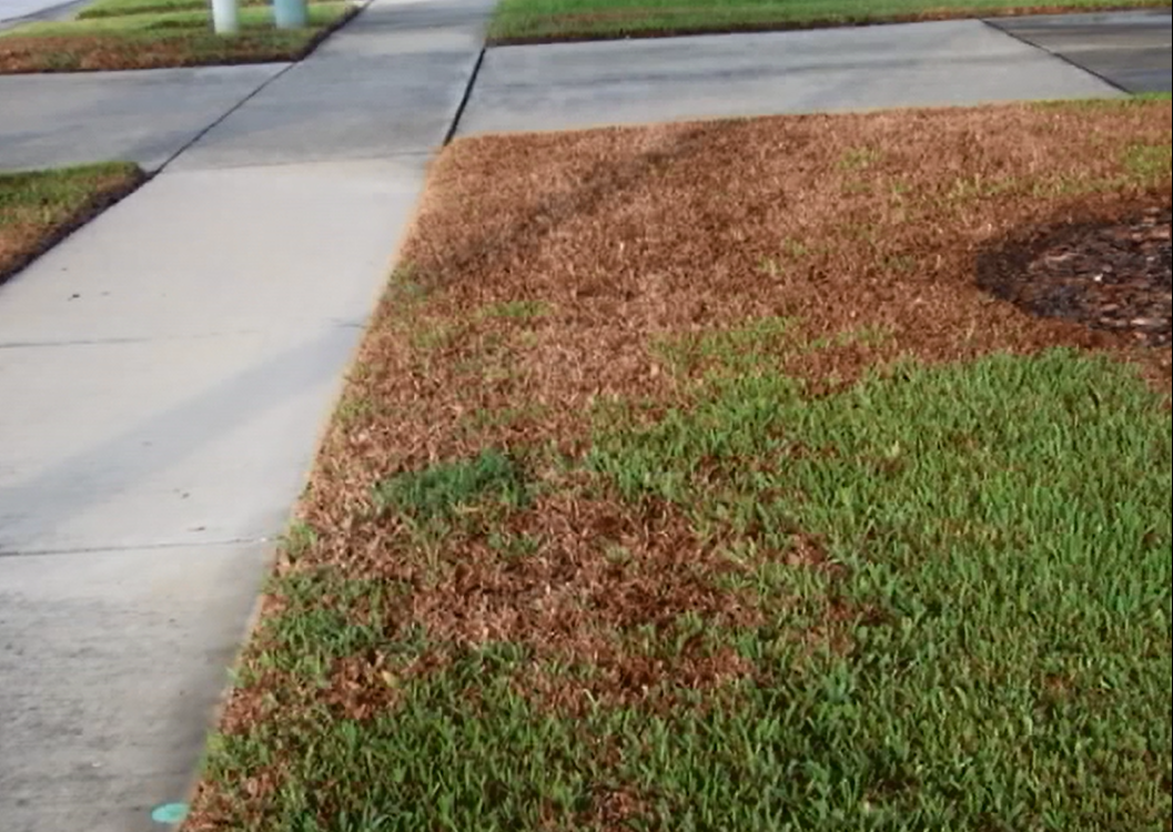 Insect, Lawn, Chinch Bug--INFO