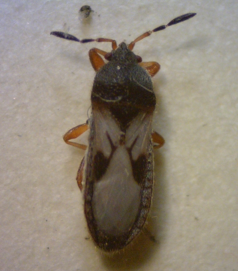 Insect, Lawn, Chinch Bug--INFO