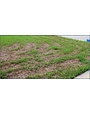 Insect, Lawn, Sod Webworm
