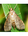Insect, Lawn, Sod Webworm