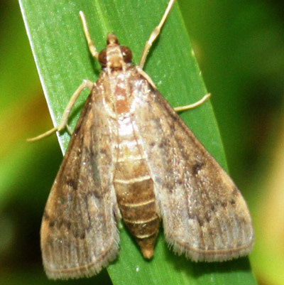 Insect, Lawn, Sod Webworm
