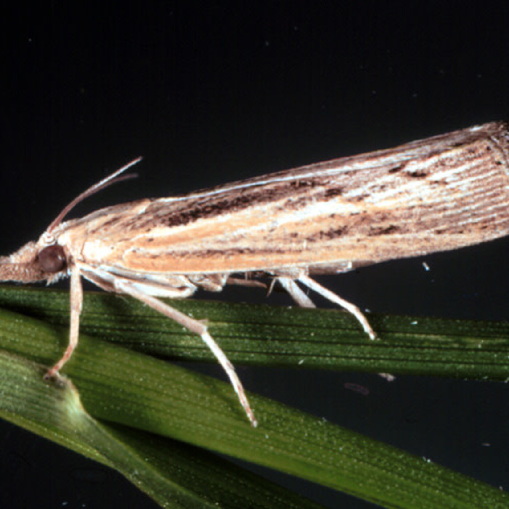 Insect, Lawn, Sod Webworm