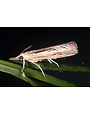 Insect, Lawn, Sod Webworm