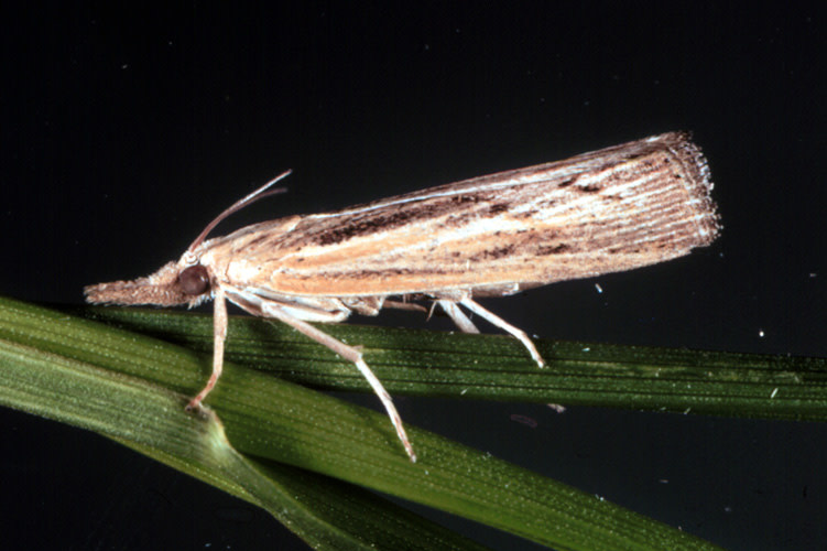 Insect, Lawn, Sod Webworm