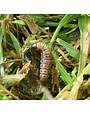 Insect, Lawn, Sod Webworm