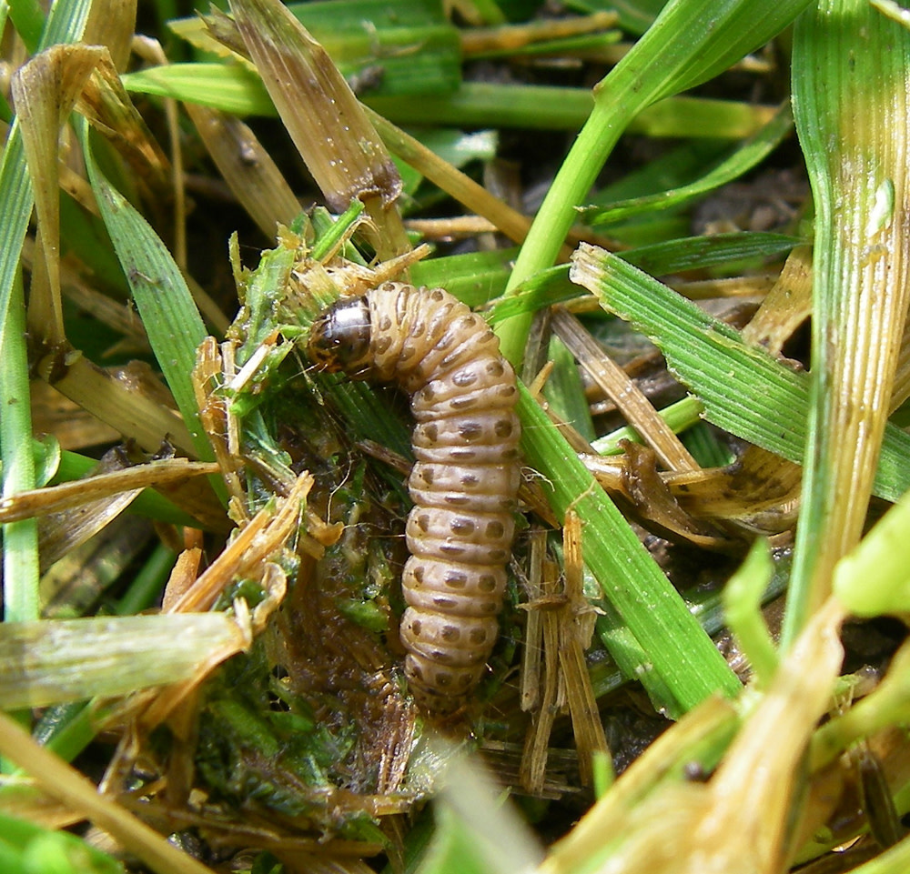 Insect, Lawn, Sod Webworm