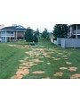 Insect, Lawn, Sod Webworm