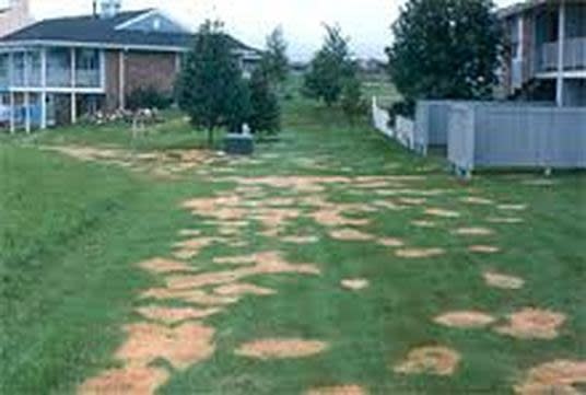 Insect, Lawn, Sod Webworm