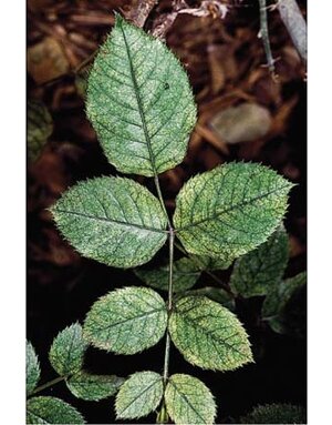 Insect, Roses, Spider Mites