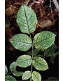 Insect, Roses, Spider Mites