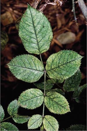 Insect, Roses, Spider Mites