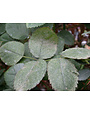 Insect, Roses, Spider Mites
