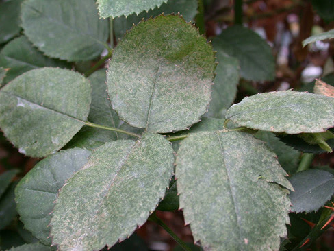 Insect, Roses, Spider Mites