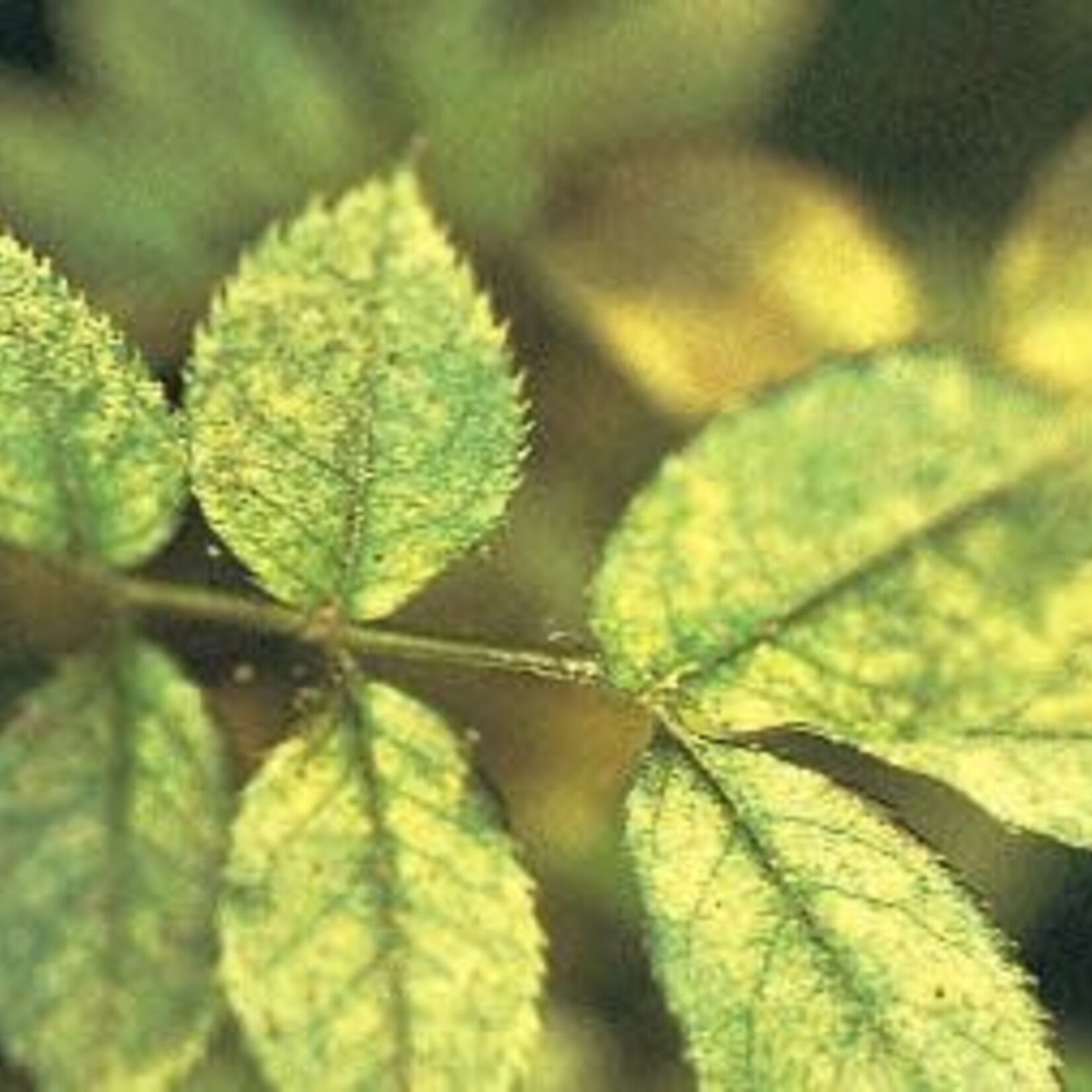 Insect, Roses, Spider Mites