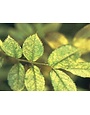 Insect, Roses, Spider Mites