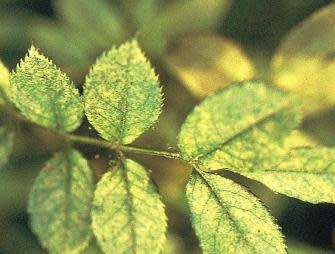 Insect, Roses, Spider Mites
