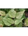 Insect, Roses, Spider Mites