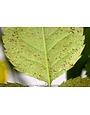 Insect, Roses, Spider Mites