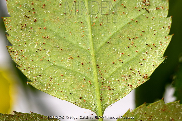 Insect, Roses, Spider Mites