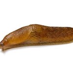 Insect, Slug