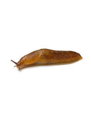 Insect, Slug