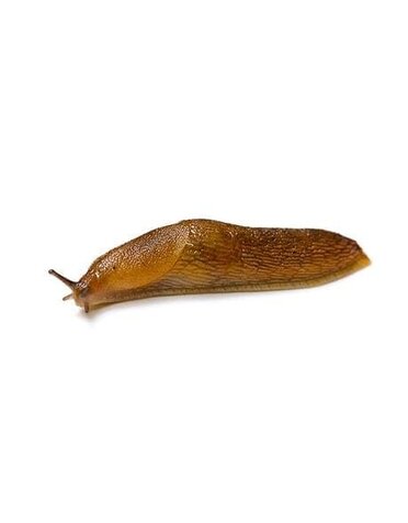 Insect, Slug