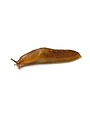 Insect, Slug