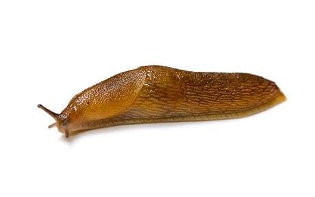 Insect, Slug