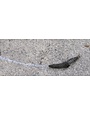 Insect, Slug