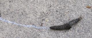 Insect, Slug