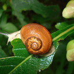 Insect, Snail