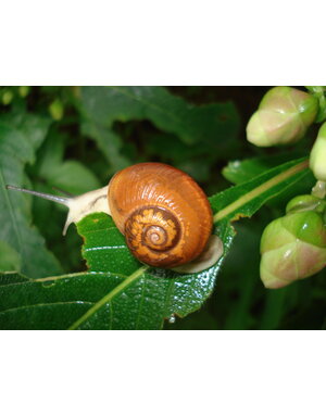 Insect, Snail