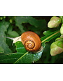 Insect, Snail