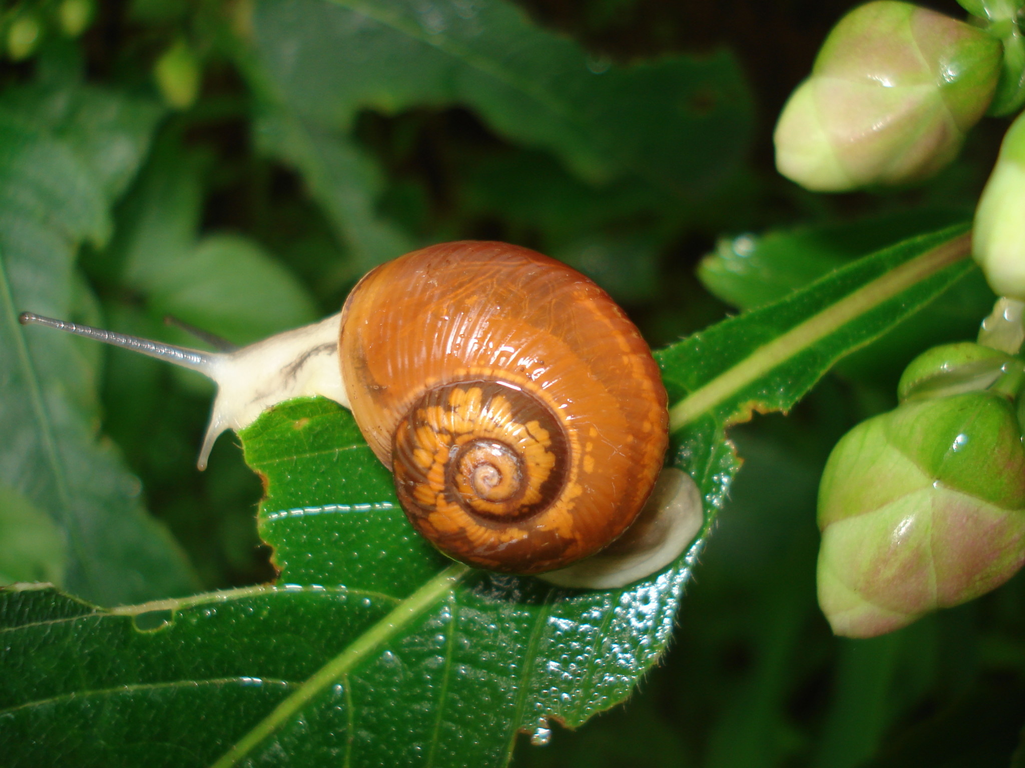 Insect, Snail