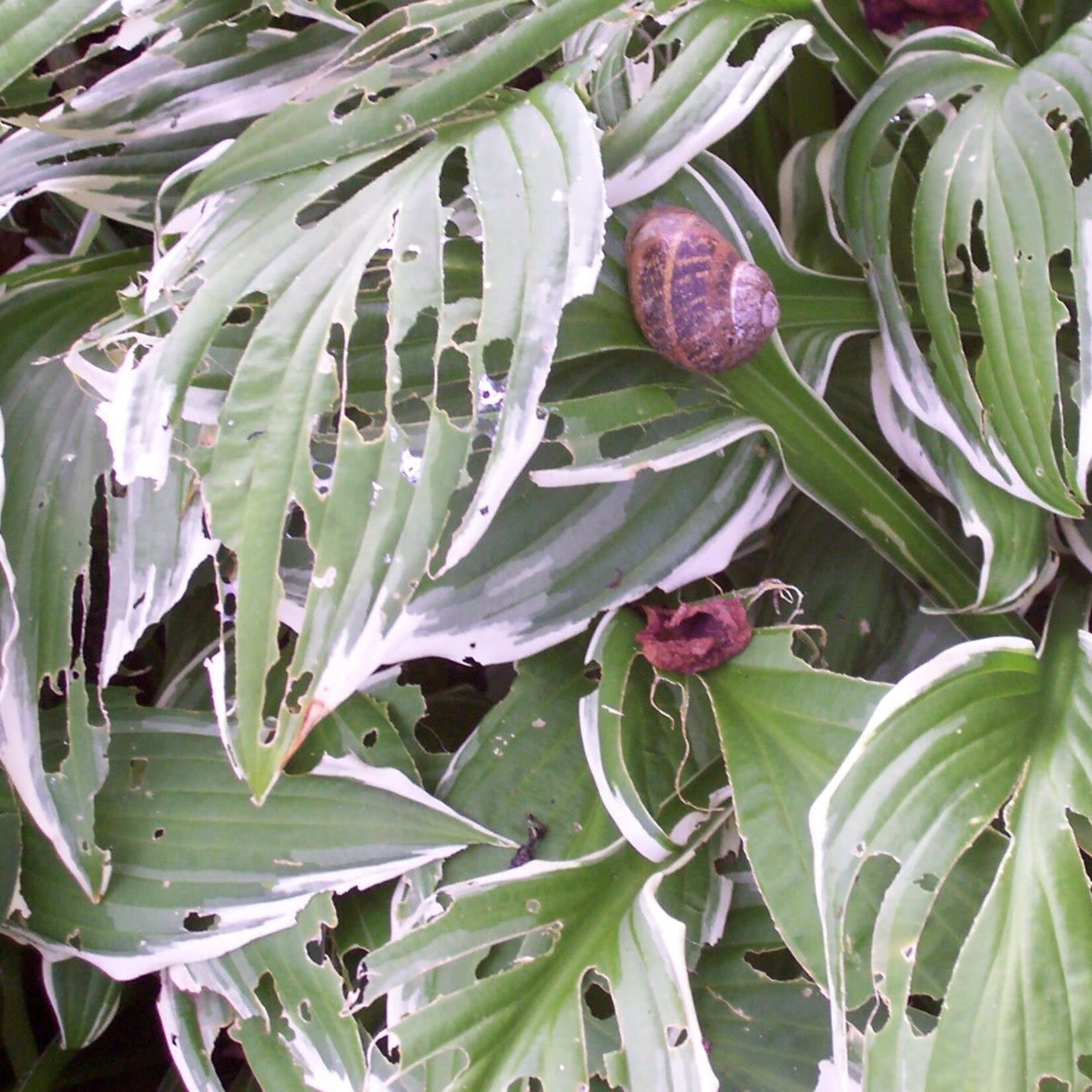 Insect, Snail