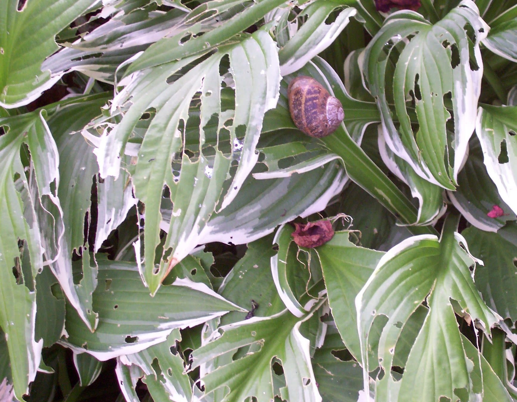 Insect, Snail