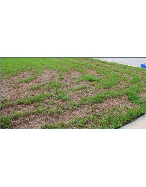 Insect, Sod Webworm