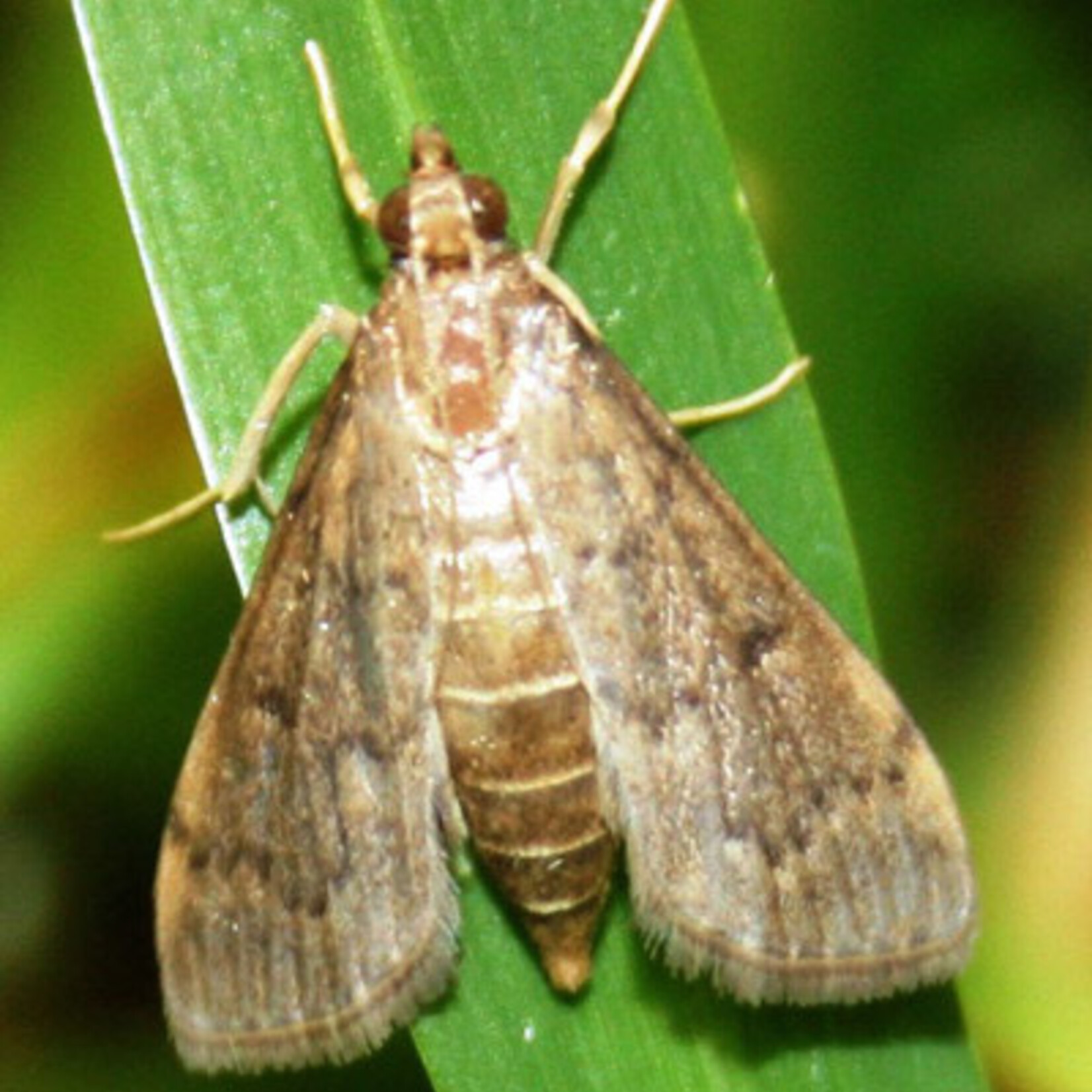 Insect, Sod Webworm