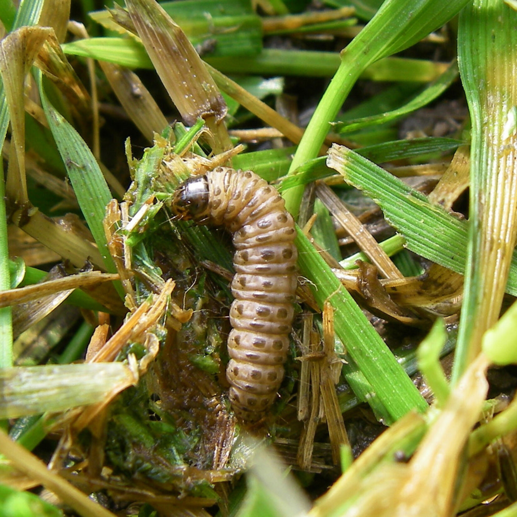 Insect, Sod Webworm