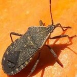 Insect, Squash Bug