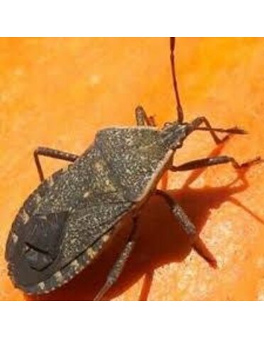 Insect, Squash Bug