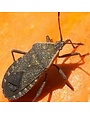 Insect, Squash Bug