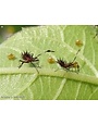 Insect, Squash Bug