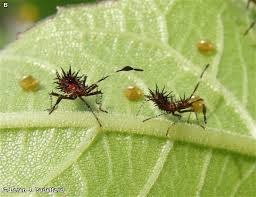 Insect, Squash Bug