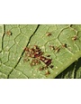 Insect, Squash Bug